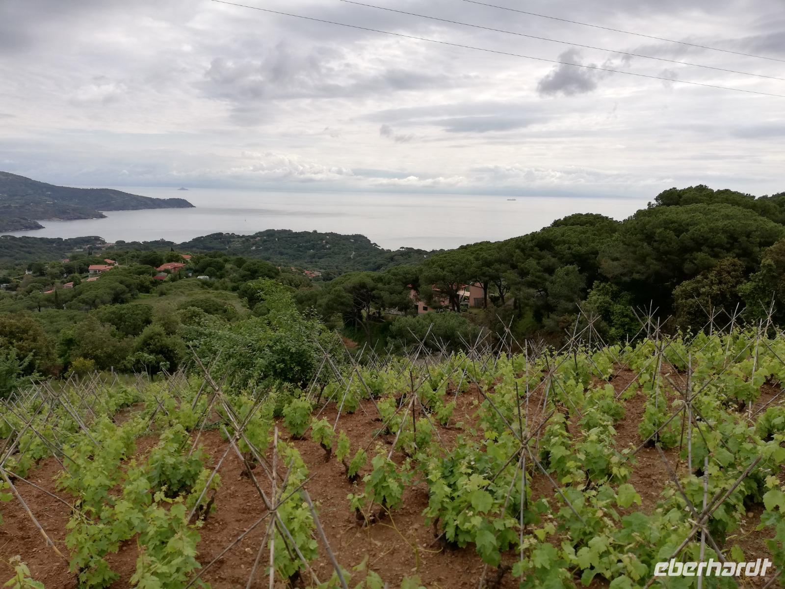 Weinanbau auf Elba
