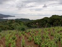 Weinanbau auf Elba