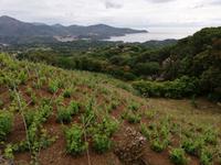 Weinanbau auf Elba