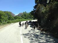 Ziegen auf der Straße zur Spelunka