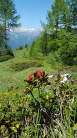 Impressionen - mit Alpenrose