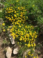 BlumenprachtinderHöhe