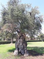 69_Rom_Vatik.Gärten