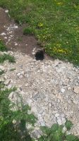 181 – Italien, Trentino, Adamello-Brenta