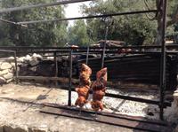 Spanferkel am offenen Grill