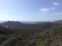 auf dem Bergrücken liegt die Raubkatze