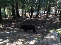 die halbwilden Schweine