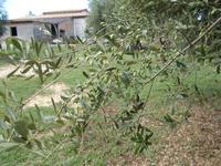 DSCN4410 Olivenzweig