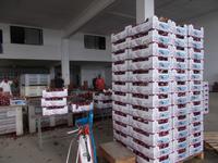 DSCN4427  Tropea Zwiebeln