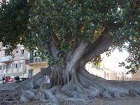 DSCN4528 alte Bäume an der Promenade von Reggio