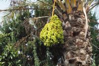 P9210109, Arbatax, Strand Porto Frailis & Umgebung