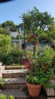 Insel Capri, Tomaten werden getrocknet
