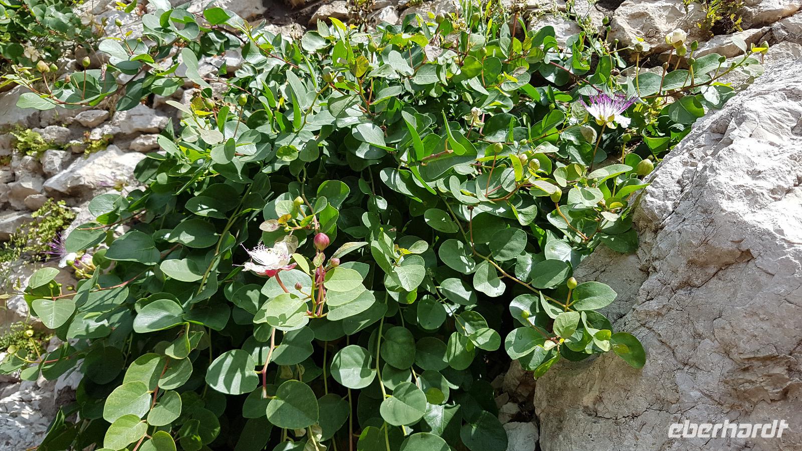 Insel Capri, Kapernpflanze