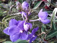 25_Orchidee_Vanda