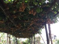 011 auf dem Weg zur Villa Jovis