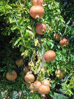 Italien - Nationalpark Cilento - Pollica