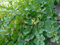 Italien - Nationalpark Cilento - Pollica