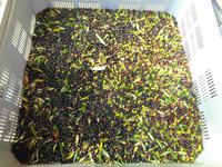 Italien - Nationalpark Cilento - Oliven-Kooperative, S. Mauro Cilento 