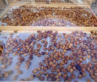 Italien - Nationalpark Cilento - Feigen-Verkostung, Prignano Cilento