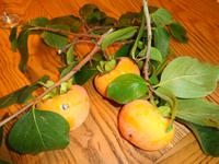 Italien - Nationalpark Cilento - Feigen-Verkostung, Prignano Cilento