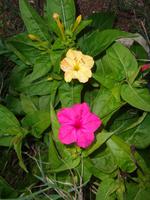 Italien - Nationalpark Cilento - Blumen an d. Küste von S. Marco di Castellabate