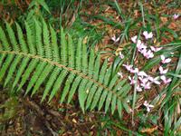 Italien - Nationalpark Cilento - Wanderung durch die Calore-Schlucht