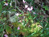 Italien - Nationalpark Cilento - Wanderung durch die Calore-Schlucht