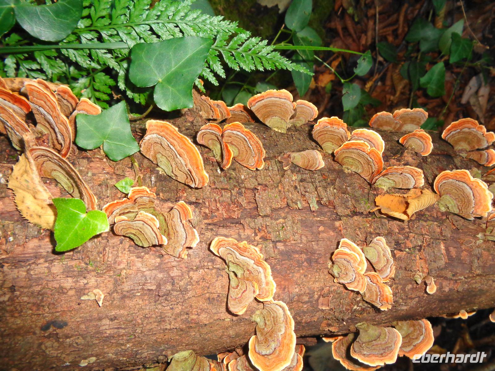 Italien - Nationalpark Cilento - Wanderung durch die Calore-Schlucht