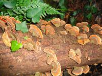 Italien - Nationalpark Cilento - Wanderung durch die Calore-Schlucht