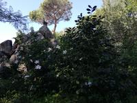 Forio, Rundgang mit Gabi, Garten La Mortella