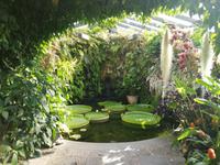 Forio, Rundgang mit Gabi, Garten La Mortella