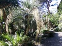 Forio, Rundgang mit Gabi, Garten La Mortella