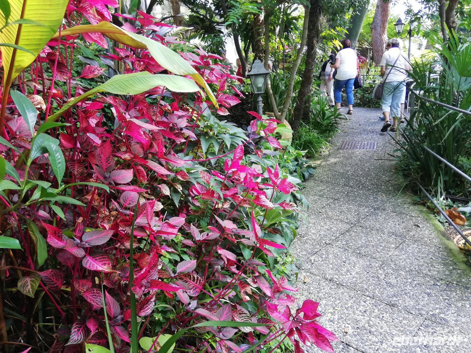 Forio, Rundgang mit Gabi, Garten La Mortella