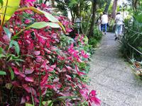 Forio, Rundgang mit Gabi, Garten La Mortella