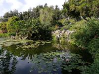 Forio, Rundgang mit Gabi, Garten La Mortella