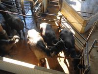 Italien - Nationalpark Cilento - Büffelfarm Vannulo, Capaccio