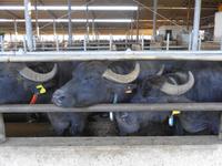 Italien - Nationalpark Cilento - Büffelfarm Vannulo, Capaccio