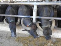 Italien - Nationalpark Cilento - Büffelfarm Vannulo, Capaccio