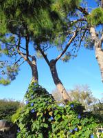 Italien - Sorrentinische Halbinsel - Wanderung Punta Campanella 