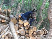 Italien - Sorrentinische Halbinsel - Wanderung Punta Campanella 