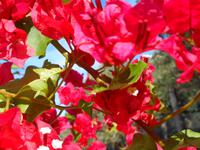 Italien - Sorrentinische Halbinsel - Wanderung Punta Campanella 