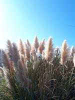 Pampasgras