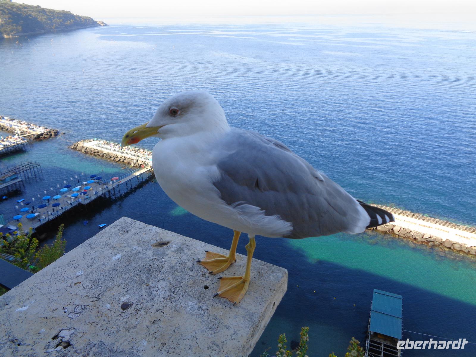 Italien - Sorrent - Strandbad mit Möwe