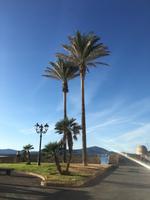 Palmen an der Kaimauer von Alghero