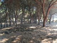 Wanderung durch einen Pinienwald