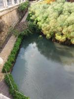 Quelle mit Papyruspflanzen