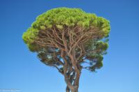 Isola di Capri - Schirmpinie