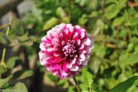 Isola di Capri - Villa San Michele - Axel Munthe