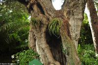 Impressionen aus Ischia - Botanischer Garten 