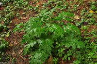 Impressionen aus Ischia - Botanischer Garten 